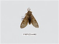 藏品(楊二尾舟蛾)的圖片